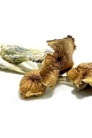 Ecuadorian Magic Mushroom